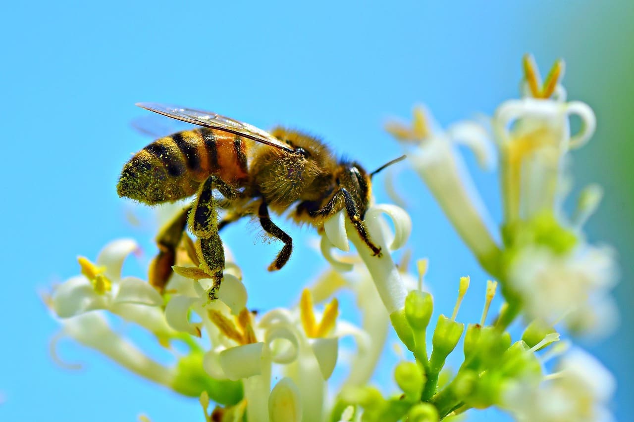 The Importance Of Bees In Pollination And Ecosystem Health - Anderson ...